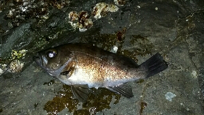 メバル釣れちゃいました。