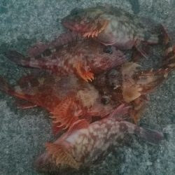 ガシラ釣り　～ブラクリ忘れた～