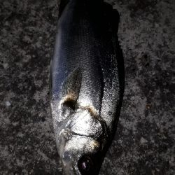 チーバスに邪魔される～