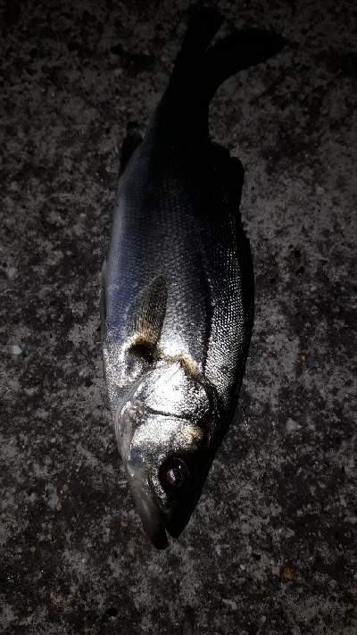 チーバスに邪魔される～