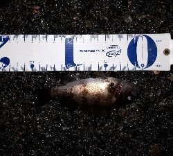 雨の中でもメバリング( ＾ω＾ )