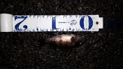 雨の中でもメバリング( ＾ω＾ )