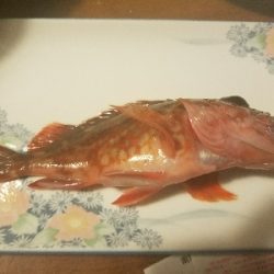 ガシラ釣り　～約一時間の短時間釣行～