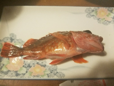 ガシラ釣り　～約一時間の短時間釣行～