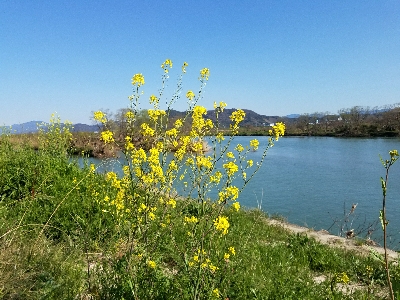 淡水小物釣り ~まだ活性低いかな~