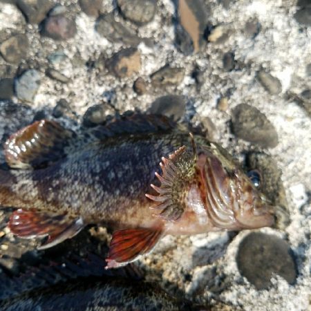 花見ガレイを狙いに･･･