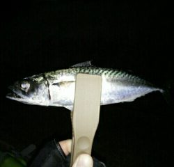 沼島遠征釣行その1