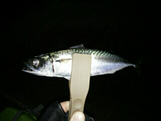 沼島遠征釣行その1