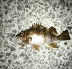 沼島遠征釣行その2