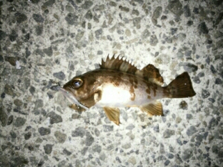 沼島遠征釣行その2