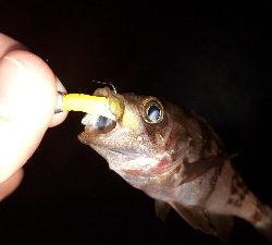 この潮、いける潮(笑)