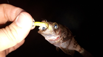 この潮、いける潮(笑)