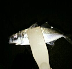 沼島遠征釣行その3