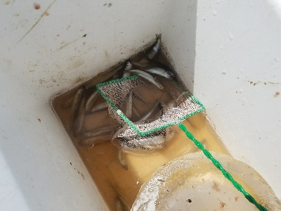 イワシ釣り　～ノマセは不発