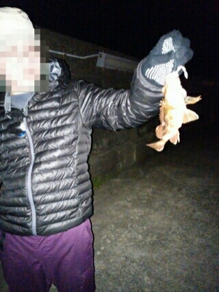 沼島遠征釣行その4（最終日）