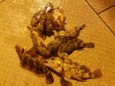 ガシラ釣り　～大物連発！～