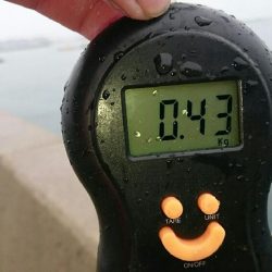 太刀魚からのぉ墨野郎