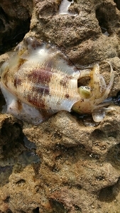 エギング釣行その12