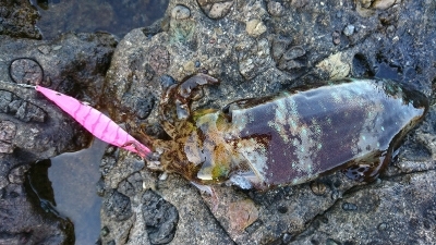エギング釣行その9