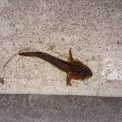 短時間のメバリング