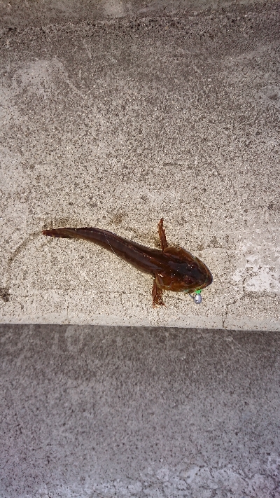 短時間のメバリング