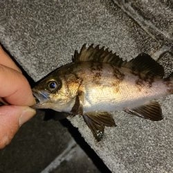 ２ヶ月ぶりの釣果