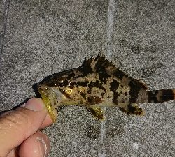 メバル少ないす。