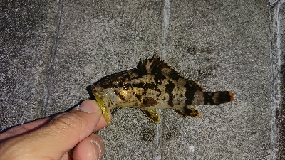 メバル少ないす。