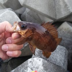 メバル終わった?