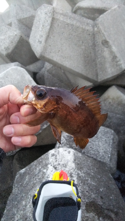 メバル終わった？