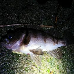 爆風メバリング！