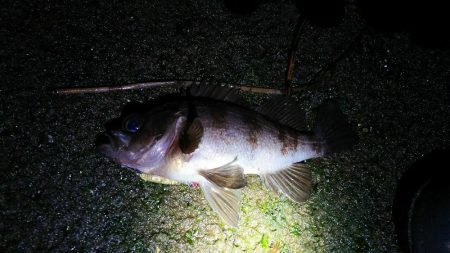 爆風メバリング！