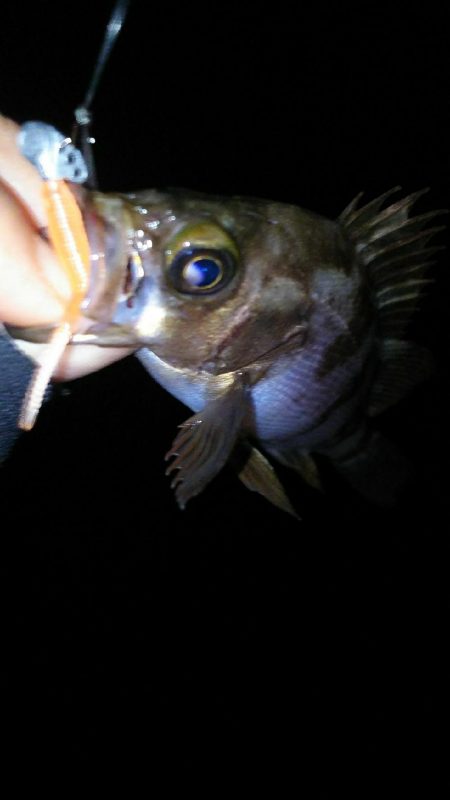 久々の大漁！( ￣▽￣)