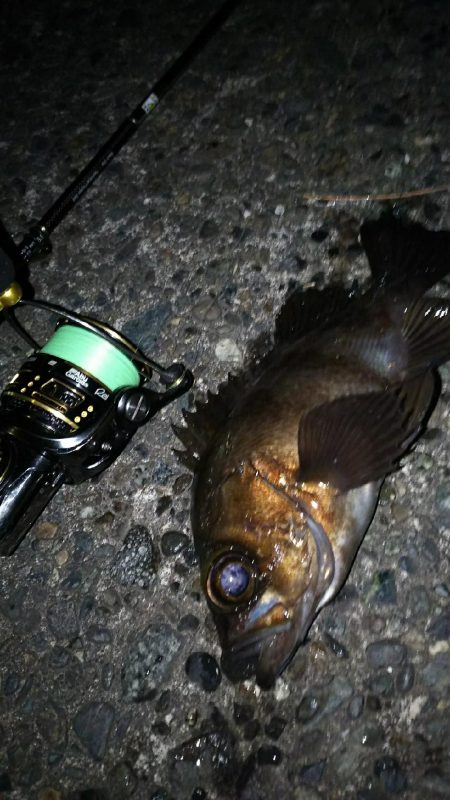 好調メバリング！( ￣▽￣)