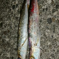 単発でカマス…。