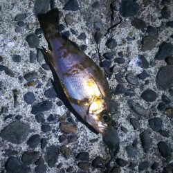 有田周辺をランガン