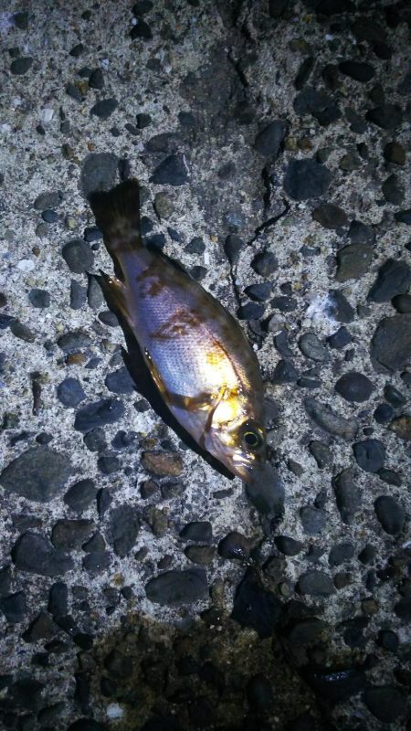 有田周辺をランガン