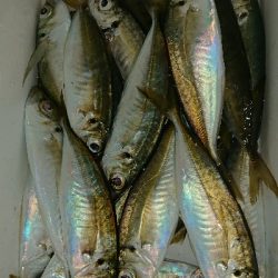 数釣りアジング❗