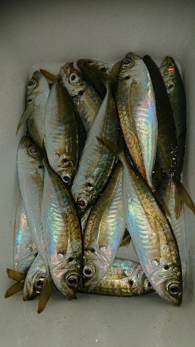 数釣りアジング❗