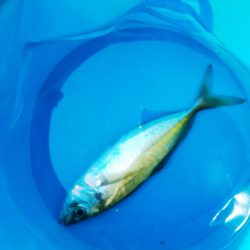 連日のアジさがし