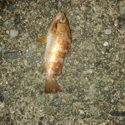 劇アーレーの豆マーメー