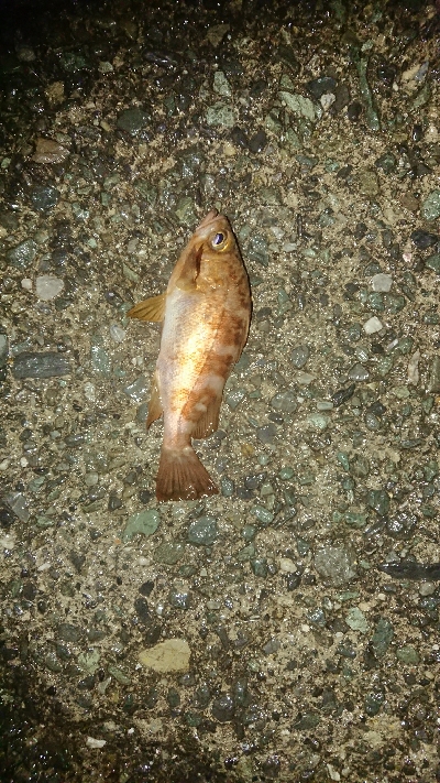 劇アーレーの豆マーメー