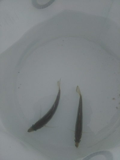 晴天だが暴風！