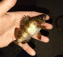 有田ランガン 2