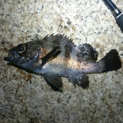 ボウズからの。