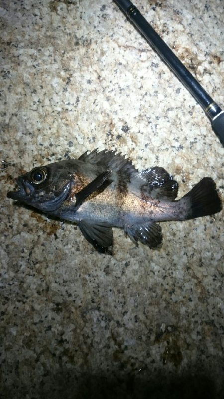 ボウズからの。