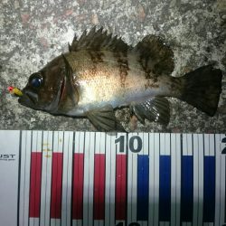 フロートメバリング