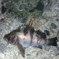 シーバスさえ居なければ？