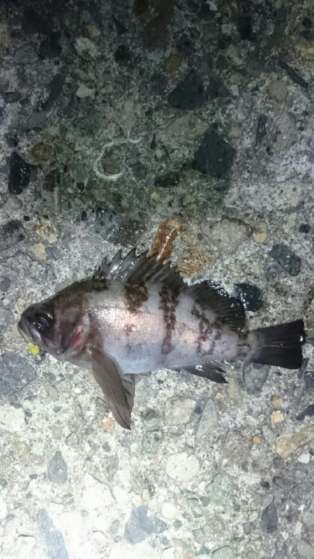 シーバスさえ居なければ？