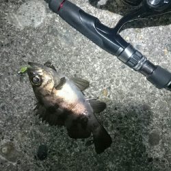 ショートバイト